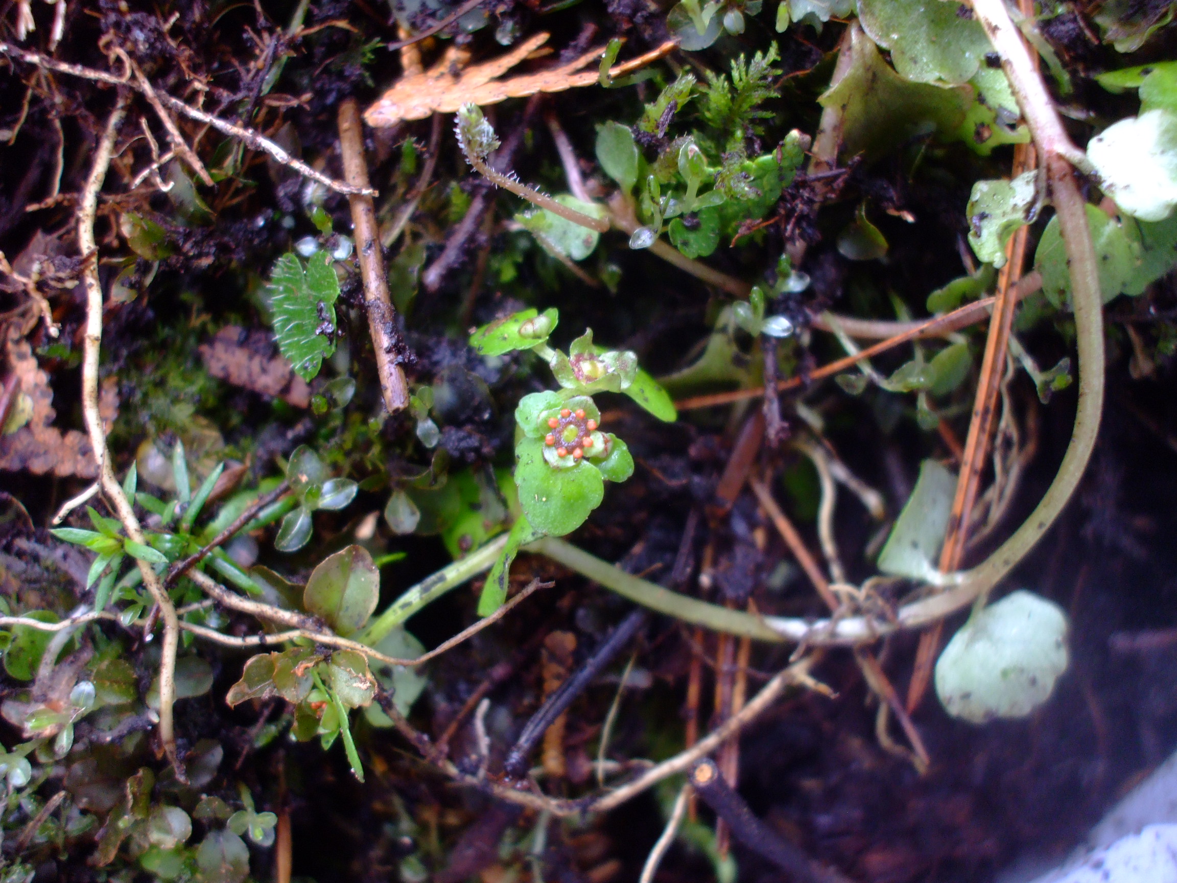 Chrysosplenium americanum